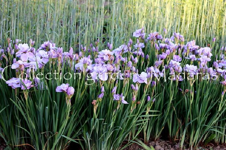 Iris sibirica `Imperial Opal`