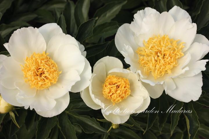 Paeonia `Jan van Leeuwen`