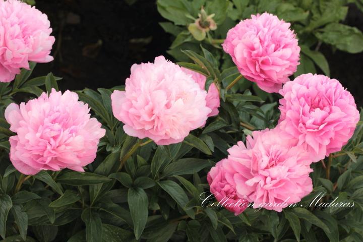 Paeonia `Joker`
