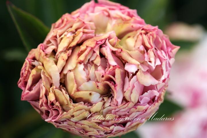 Paeonia `Junior Miss` SOLD OUT