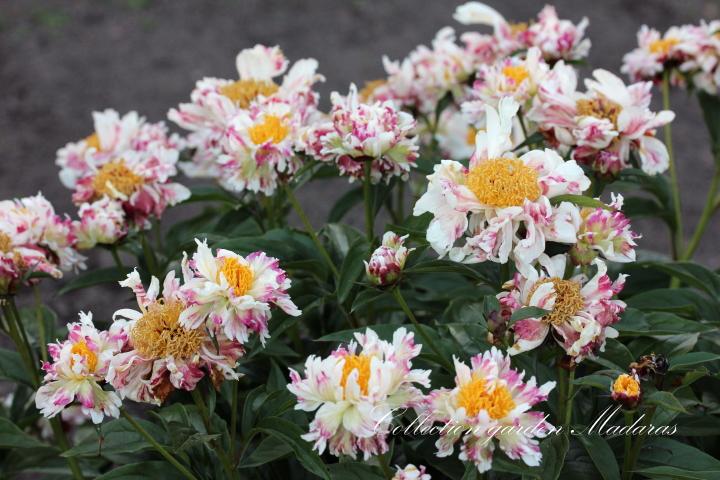 Paeonia `Karnevāla Taktis` SOLD OUT