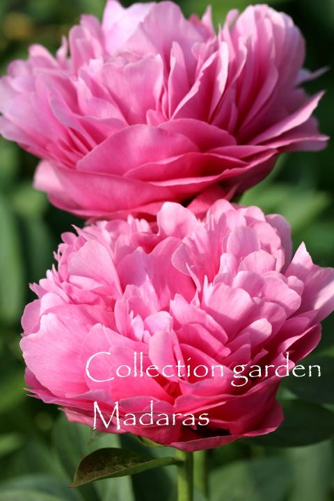 Paeonia `Kathy's Touch' Pavasaris/Rudens