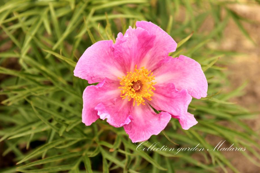  P. tenuifolia `Klaus` SPRING