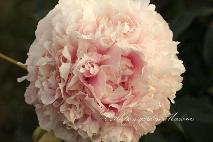 Paeonia `Klehm`s Pink Unknown` SOLD OUT