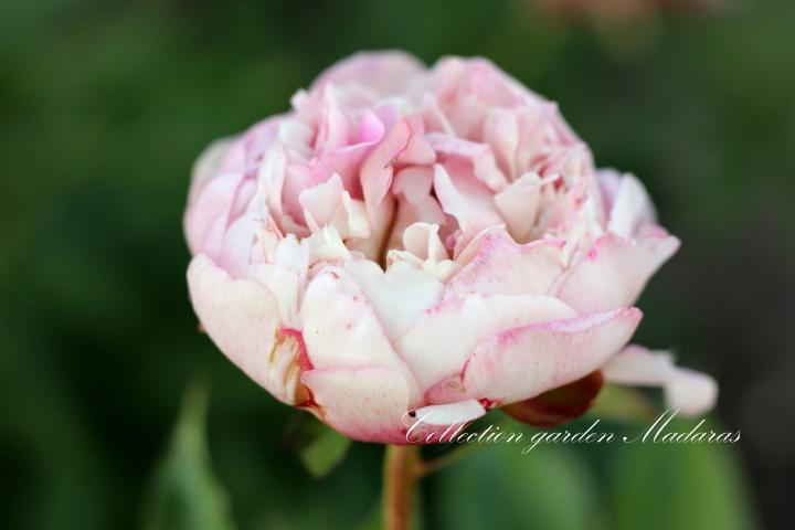 Paeonia `Grüne Knospe`