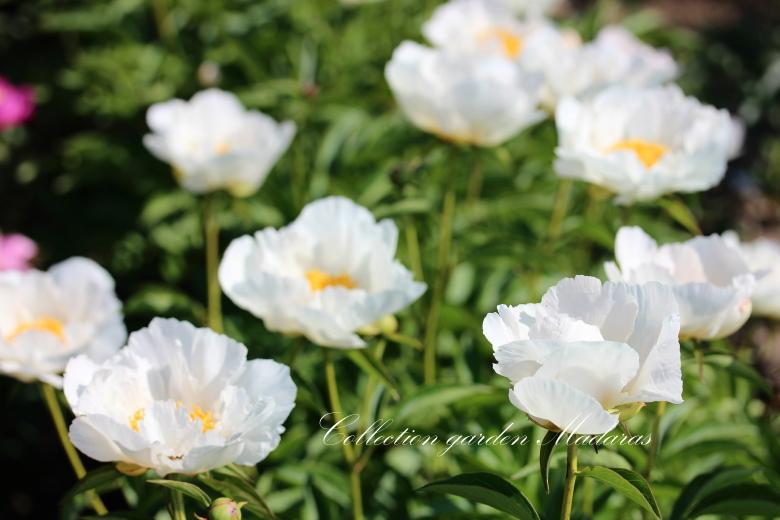 Paeonia `Krinkled White` PAVASARIS