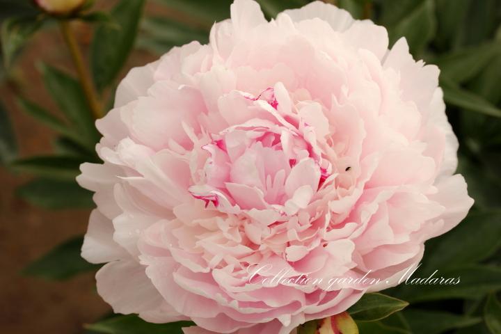 Paeonia `La Perle` SOLD OUT