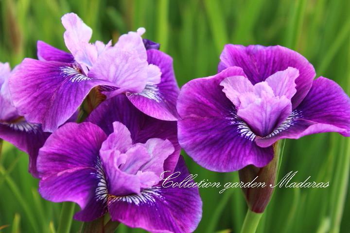 Iris sibirica `Lady Vanessa`