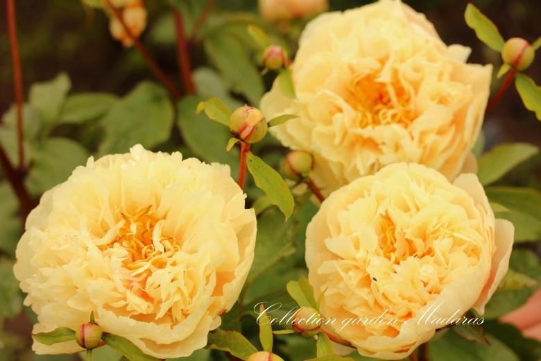 Paeonia `Laika Zīmes` SOLD OUT