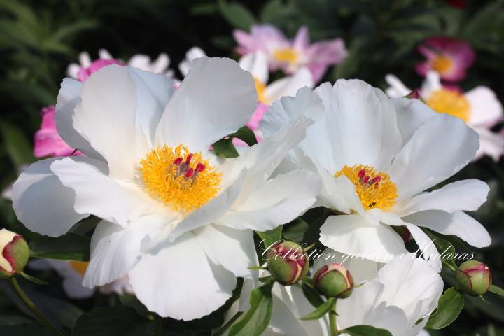 Paeonia `Laureshamensis`