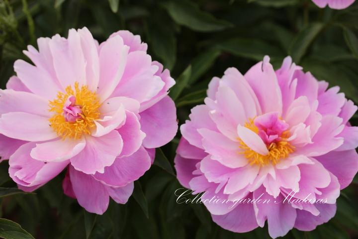 Paeonia `Lavandīne` SOLD OUT