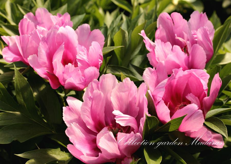 Paeonia `Little Darlin` SPRING