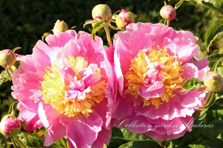 Paeonia `Lois E Klehm` SOLD OUT