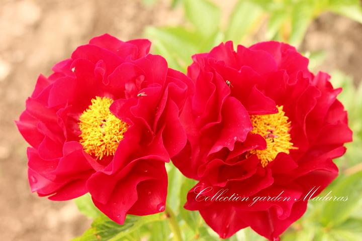 Paeonia `Mackinac Grand` SOLD OUT