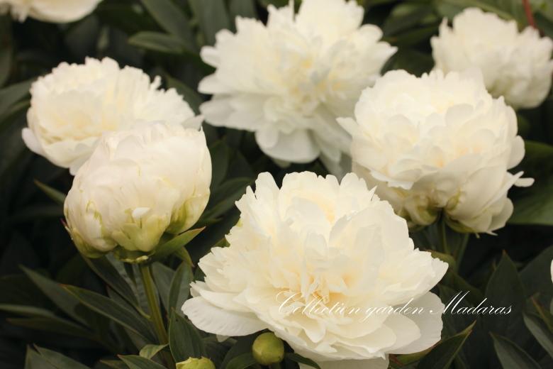 Paeonia `Madame Claude Tain` PAVASARIS