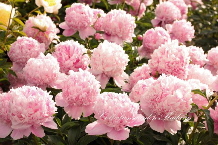 Paeonia `Madame Ducel` SPRING