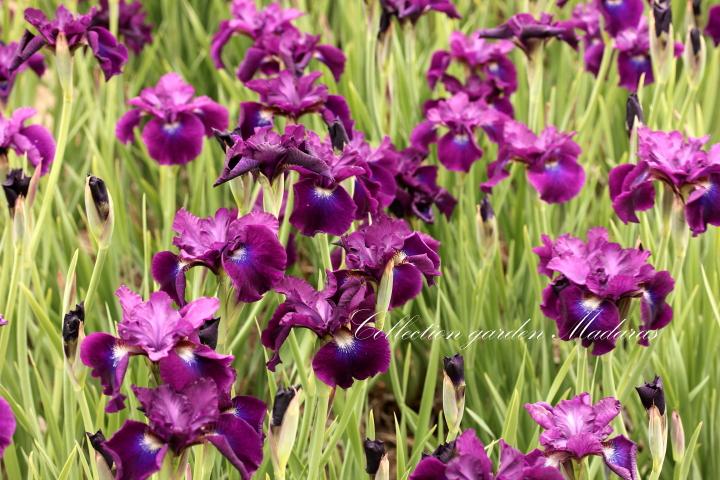 Iris sibirica `Magnum Bordeaux`