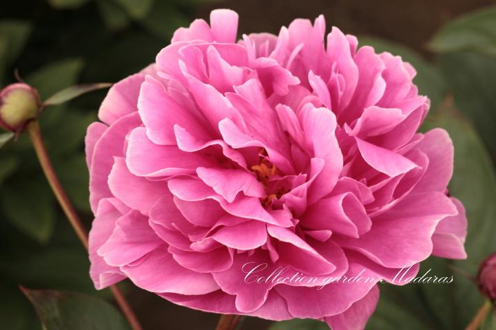 Paeonia `Mammoth Rose` SOLD OUT