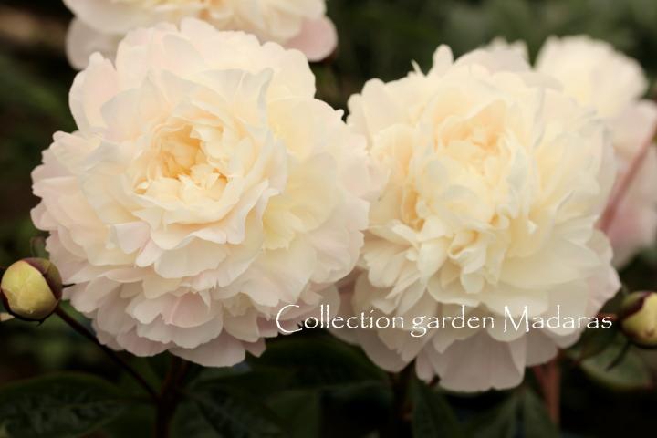 Paeonia  `Marcella` SOLD OUT