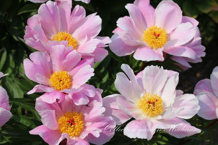 Paeonia `Martha W.`