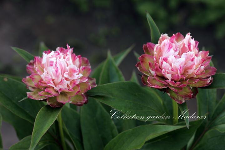Paeonia `Mini Love` SOLD OUT