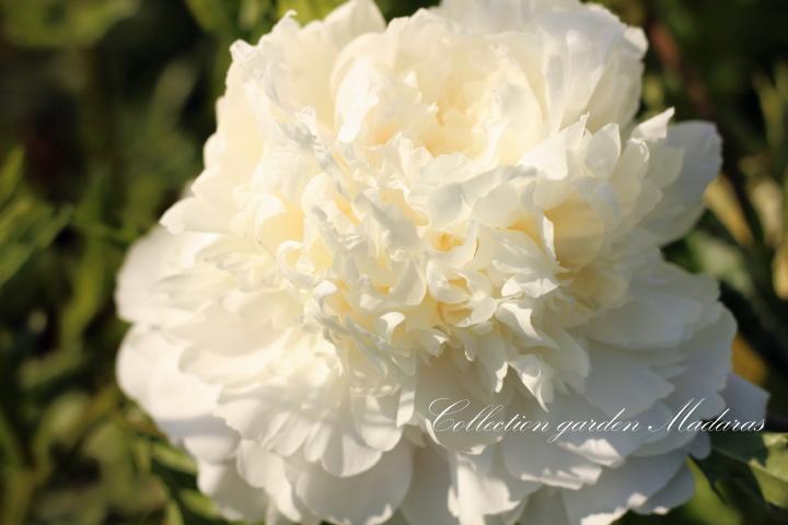 Paeonia `Moon Over Barrington` SOLD OUT