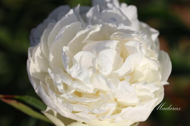 Paeonia `Mrs. J.V. Edlund` SOLD OUT