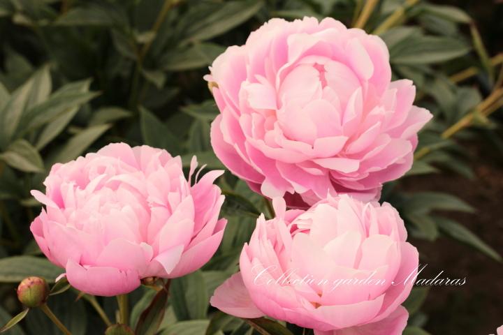 Paeonia 'Mrs. Franklin D. Roosevelt`