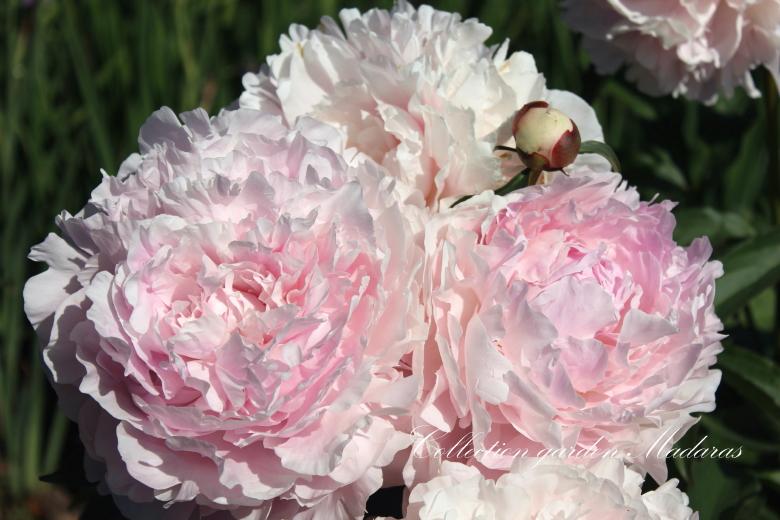 Paeonia `Myrtle Gentry ` SOLD OUT
