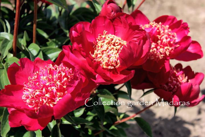 Paeonia `Nippon Beauty` 