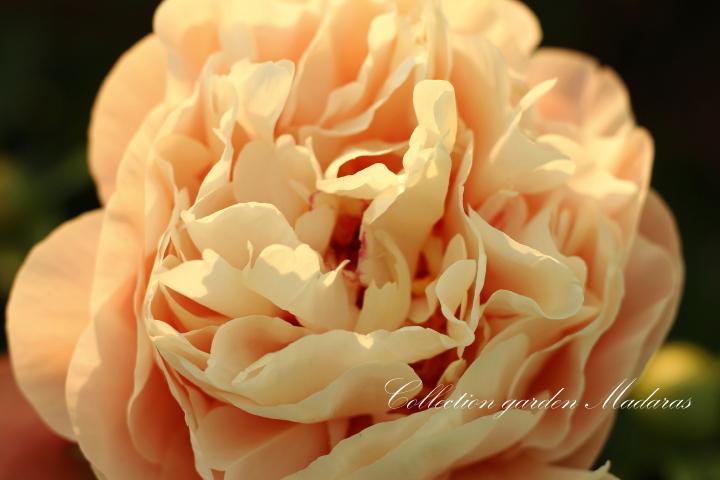 Paeonia `Bjorn-Olof` SOLD OUT