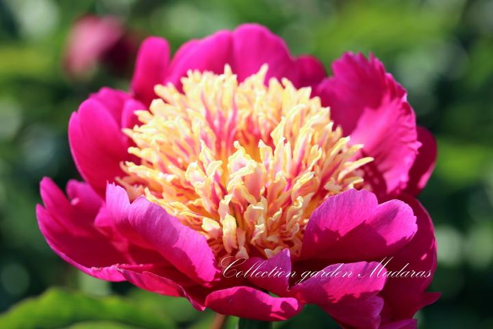 Paeonia `Ole Red` SOLD OUT