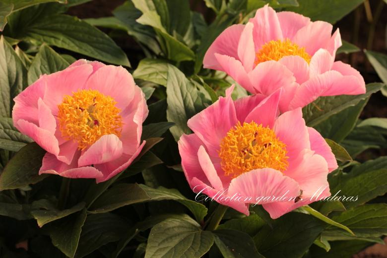 Paeonia `Ortlinde`