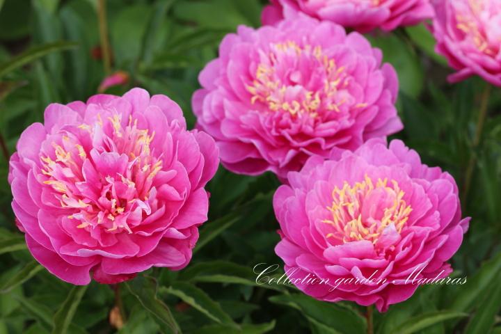 Paeonia `Ota` SOLD OUT