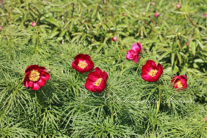 P.tenuifolia variety 