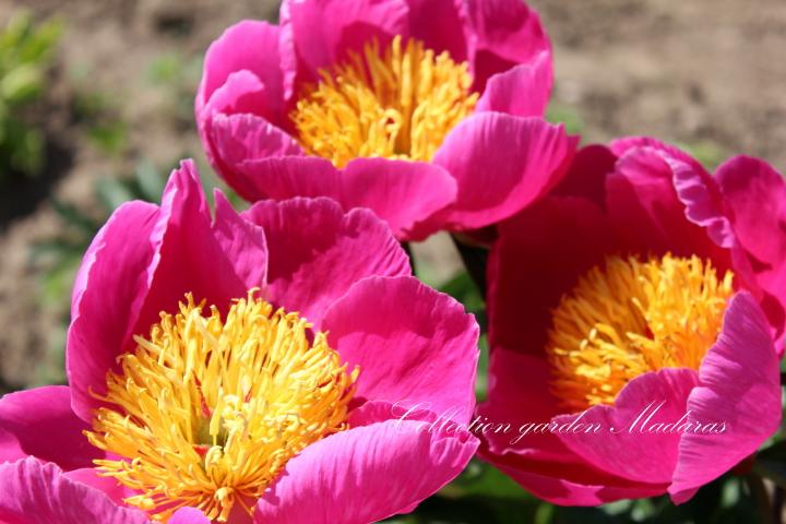 Paeonia `Pehrson’s Violet Frisbee`