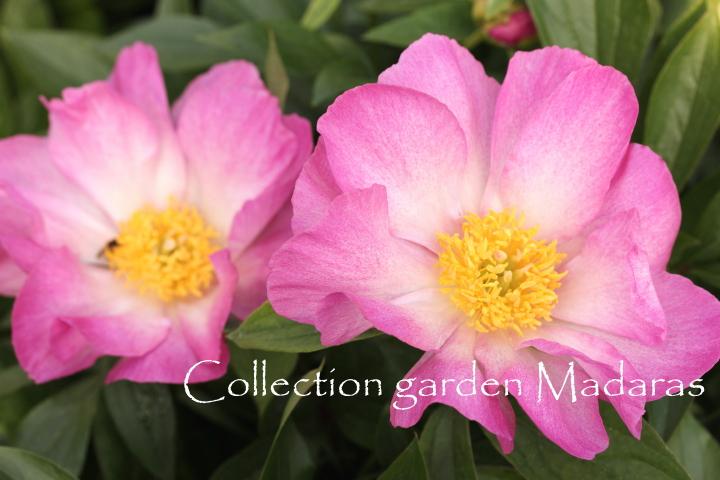 Paeonia `Pillow Cases`