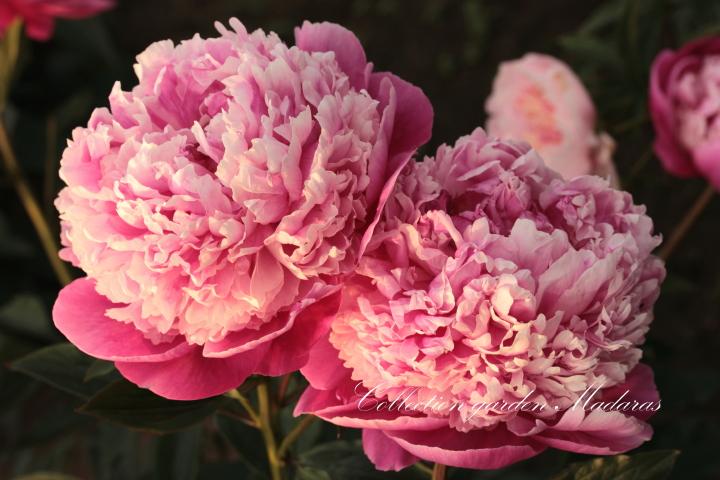 Paeonia `Pink Derby` SOLD OUT