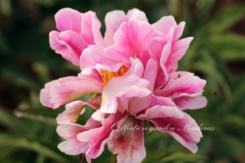 Paeonia `Pink Firefly` PAVASARIS