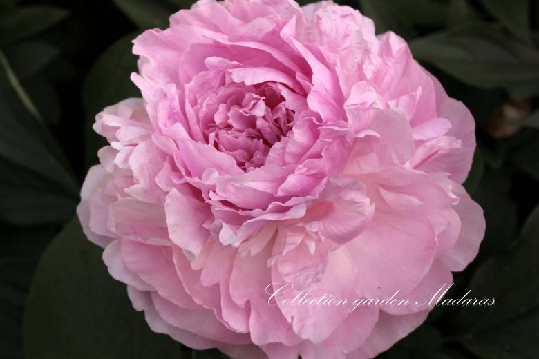 Paeonia `Pink Giant` SOLD OUT