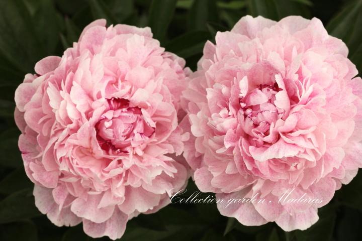 Paeonia `Pietertje Vriend Wagenaar` 