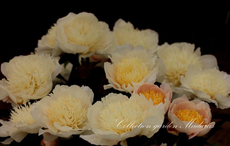 Paeonia `Plainsman` PAVASARIS/RUDENS