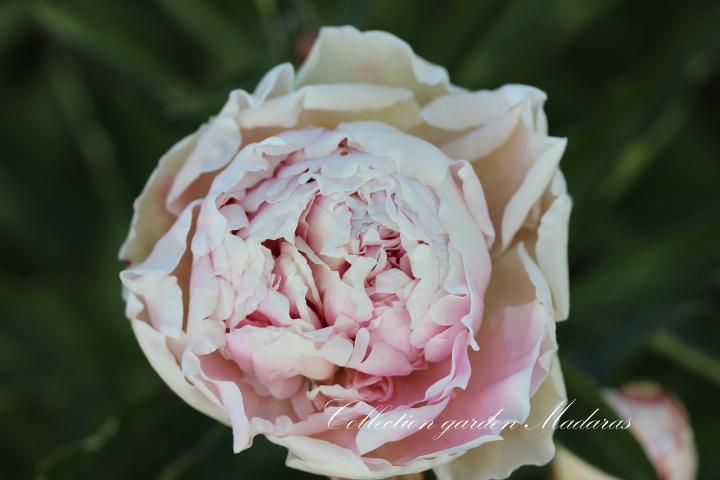 Paeonia `Pomponette` SOLD OUT