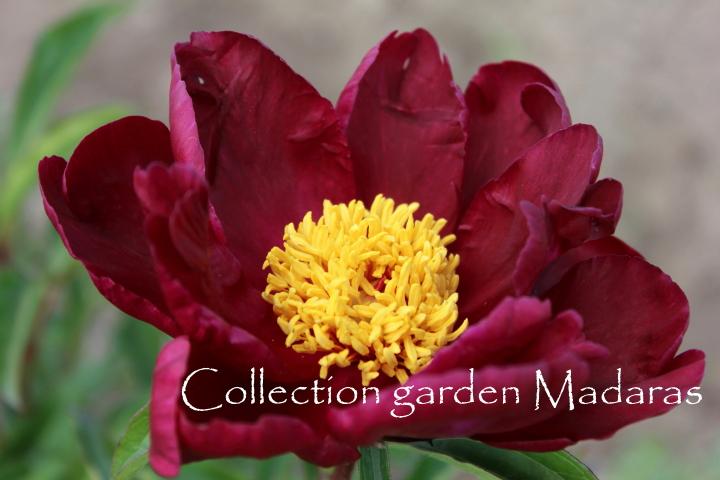 Paeonia `President Lincoln` SOLD OUT