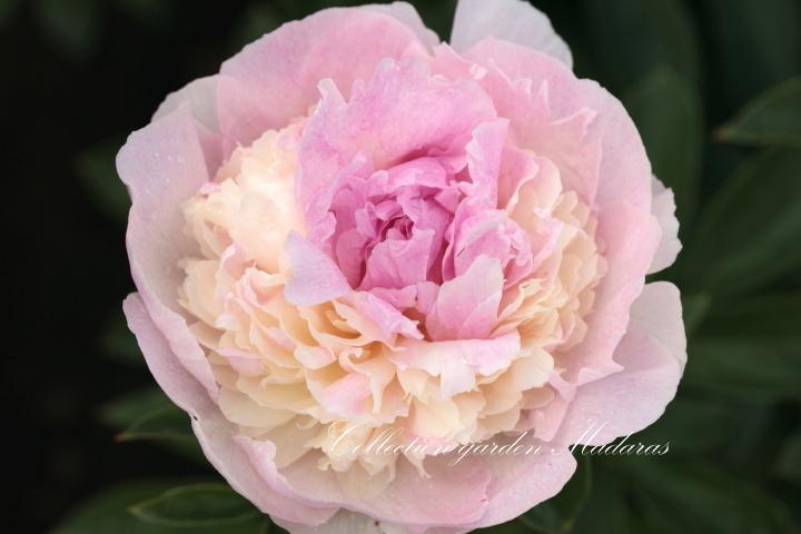 Paeonia `Raspberry Sundae`  