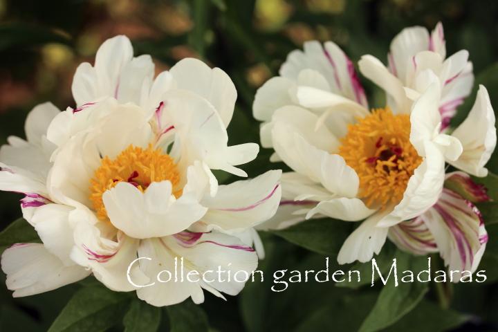 Paeonia `Raspberry Twist` SOLD OUT