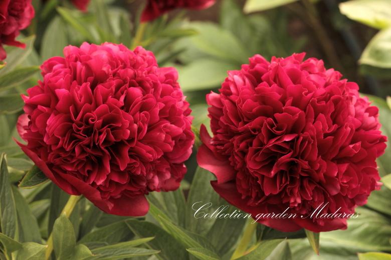 Paeonia `Red Grace`