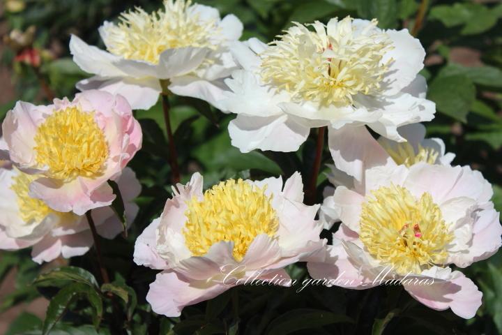 Paeonia `Rheingold` 