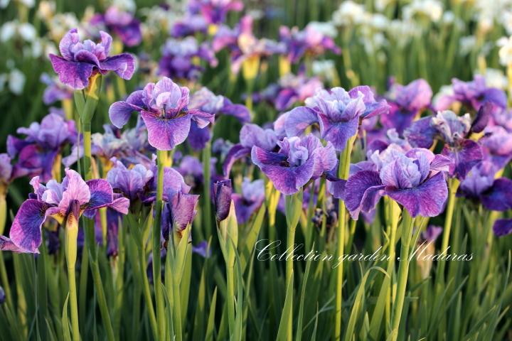 Iris sibirica `Roaring Jelly`