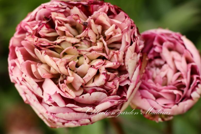 Paeonia `Rosa Knospe` SOLD OUT